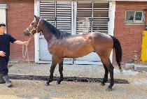 ���� (VANGIE) ����