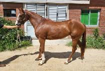 ���弨ŬĹ (WORLD SHACKLE CAT) ����