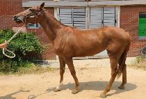 õ�⵵�� (CHEONNYEONDOR) ����