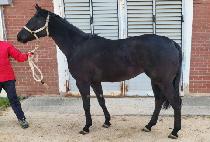 ���̵������ (LADY OF WIN) ����