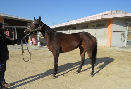 ������ ����