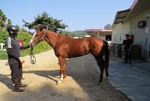 VICAR DRAGON picture