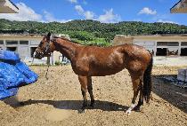 ī��Į (CARACAL) ����