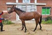 �������� (BEOLGYO WANGCHO) ����