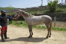 ����� (BISANG DAY) ����