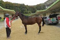 �񿡽����� (BS STORM) ����