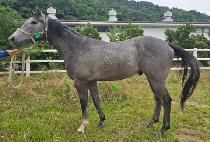 �׸�����Ʈ (GREEN LIGHT) ����