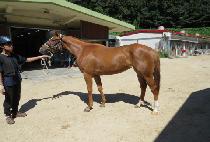 ũ���������� (CRAZY APPLE) ����