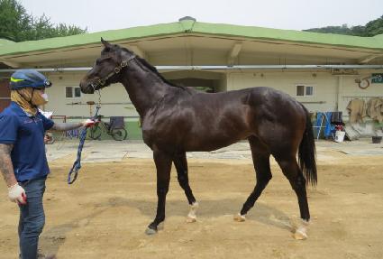 �̽���ī�� ����