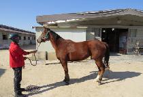 ���̾��� (LION CHARM) ����