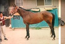 ������ (NON STOP) ����