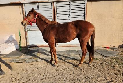 �׷���Ʈ��Ÿ ����