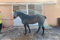 ����Ǯ����Ʈ (WONDERFUL SMART) ����