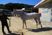 ȭ��Ʈ�θǽ� (WHITE ROMANCE) ����