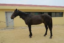 ��������Ƽ�� (BEOLGYO DESTINO) ����