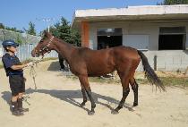 ����� (BIBA CHARM) ����