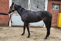 �������� (BEOLGYO VILLAIN) ����