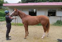 ����Ƽ�� (DESTINO) ����