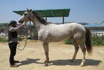 ����� (REAL DEAL) ����