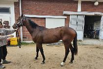 ��ġƮ�� (RICH TREE) ����