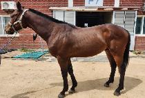 �ҵ��� (SWORD WING) ����