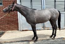 ������Ʈ�� (TOP OF THE TREE) ����