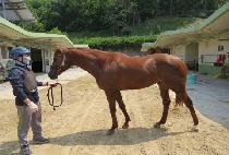 ũ�����ǽ� (CHRYSOL PEACE) ����