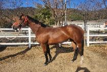 �Ѿ���ġ (PACK A PUNCH) ����