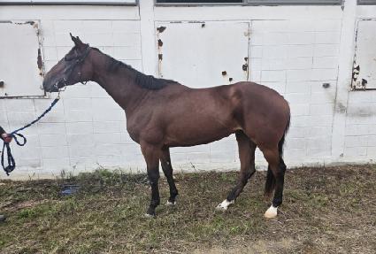 �׷��̽�Į ����