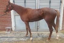 ����Ʈ�� (LIME TREE) ����