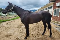 ��Ÿ���� (STAR FORCE) ����