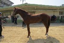 ��Ű���̸ӽ� (LUCKY FAMOUS) ����