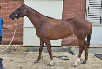 �þ�Ʋ�帲 ����