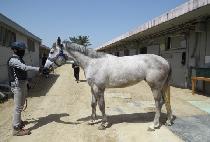 ����Ƽ���� (MIGHTY RUSH) ����