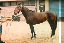 ������ (DON NE CO) ����