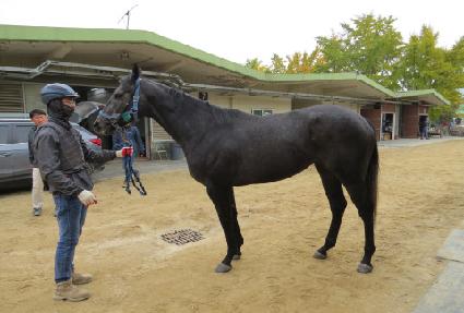 �мǽ�Ÿ ����