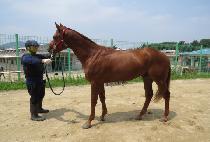 ���̽����� (NICE WINNER) ����