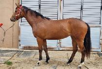 ���̽��� (RACE GIRL) ����