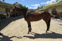 ��Ʈ��Ʈ��� (STREET RUBY) ����