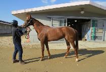 ��õȣ�� (GWACHEON HORYEONG) ����