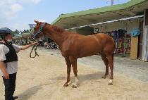 ���ʱ۷θ� (WINNER GLORY) ����