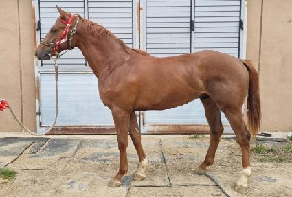 ����Ƽ�÷��� ����