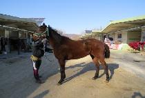 ��ǳ��� (JILPUNG NOA) ����