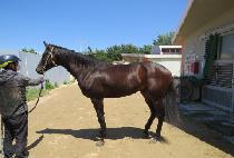 �ż���ȣ (GEOSEN GANGHO) ����