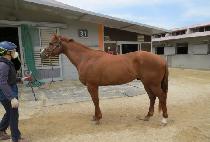 è�Ǿ�轺 (CHAMPION SOCKS) ����