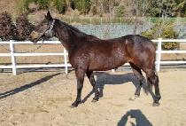 ȣ������ (HOMYEONG WINNER) ����