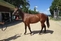 �ε������ (ROAD TO A SPUR) ����