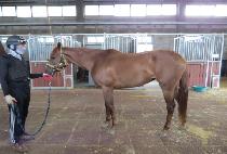 �˸��丣 (ALIFER) ����