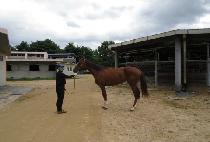 ����Ʈ�� (SWEET SONG) ����