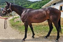 �긮��ī��Ʈ (BREEDO COMET) ����